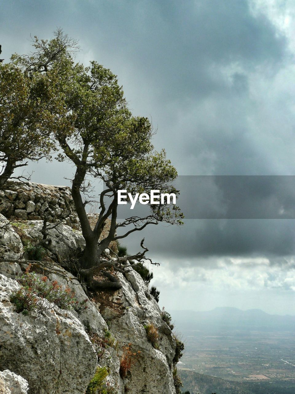 Trees on cliff against cloudy sky