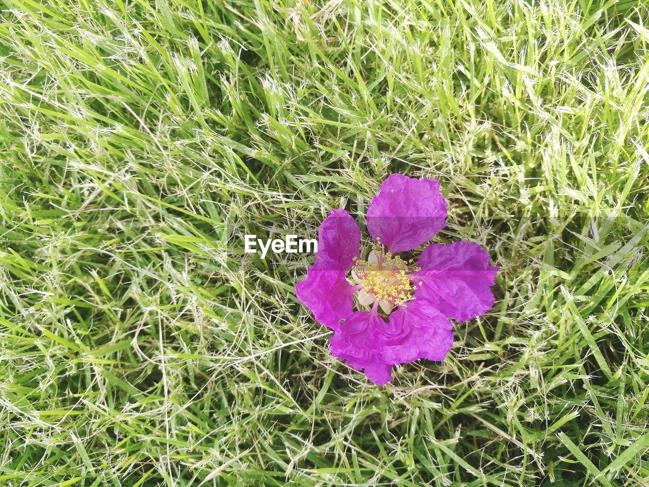 HIGH ANGLE VIEW OF PURPLE FLOWER ON FIELD