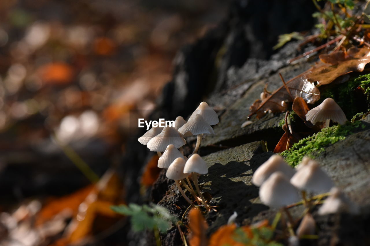 Close-up of mushrooms growing on rocks during autumn