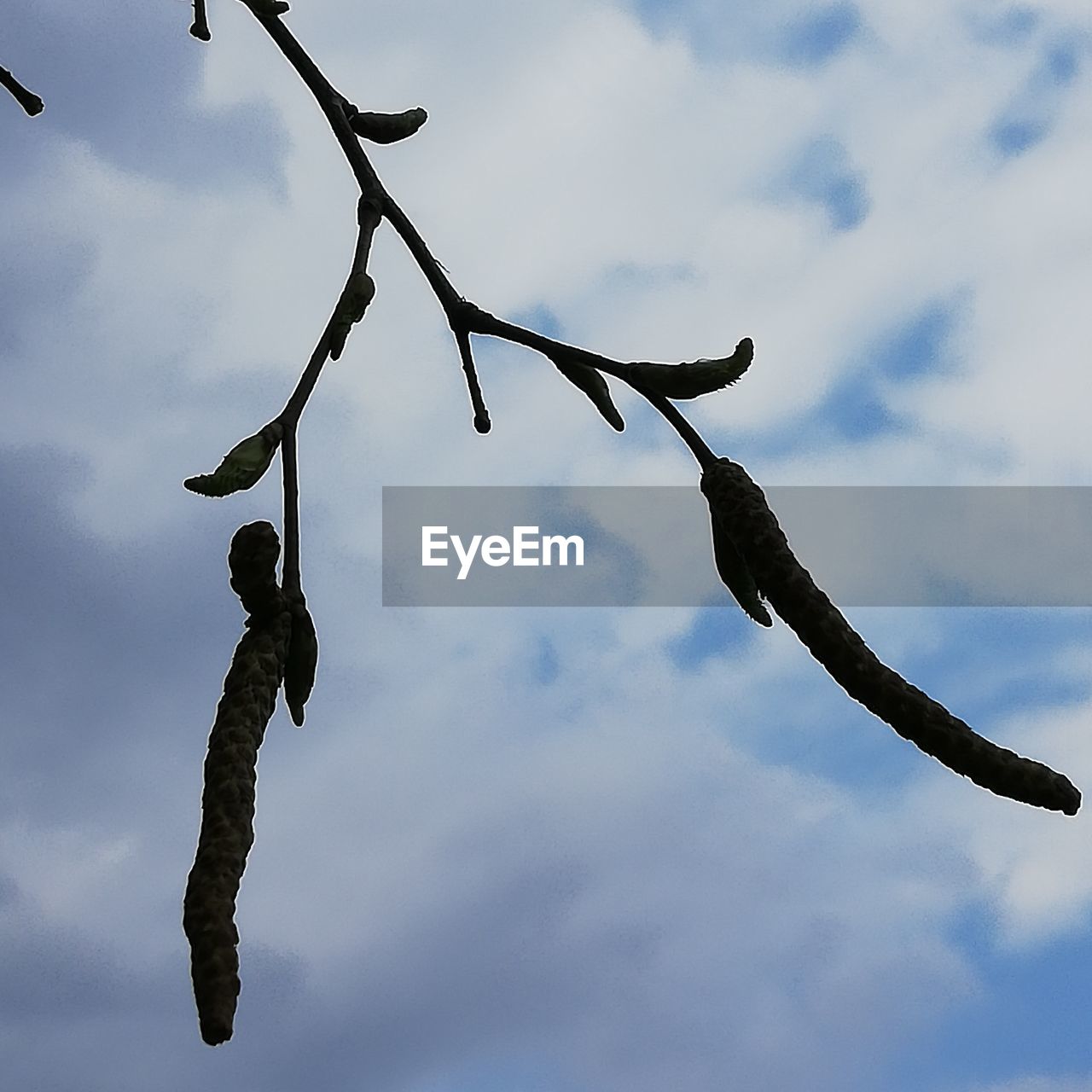 LOW ANGLE VIEW OF SILHOUETTE TREE AGAINST SKY