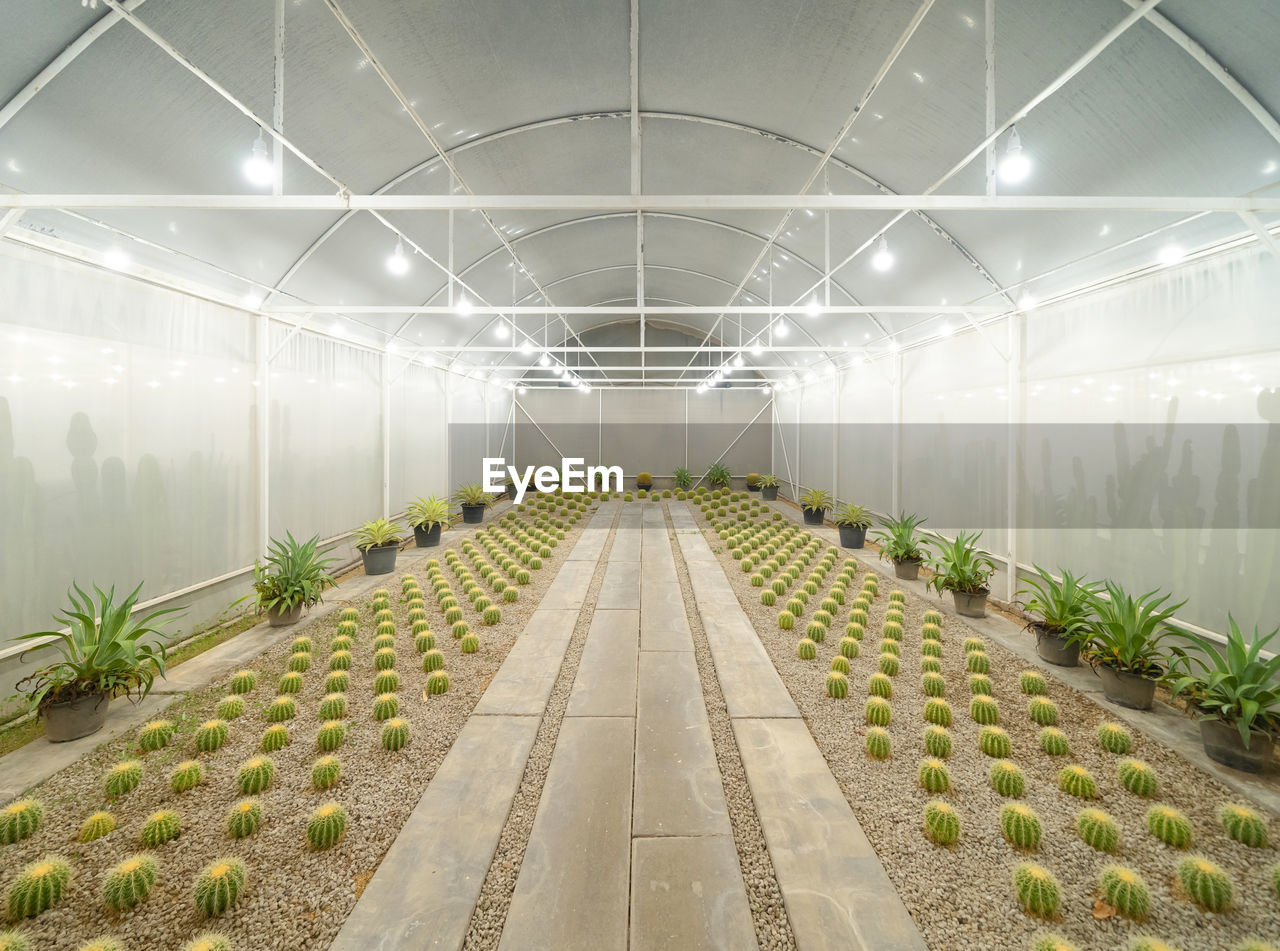 high angle view of plants