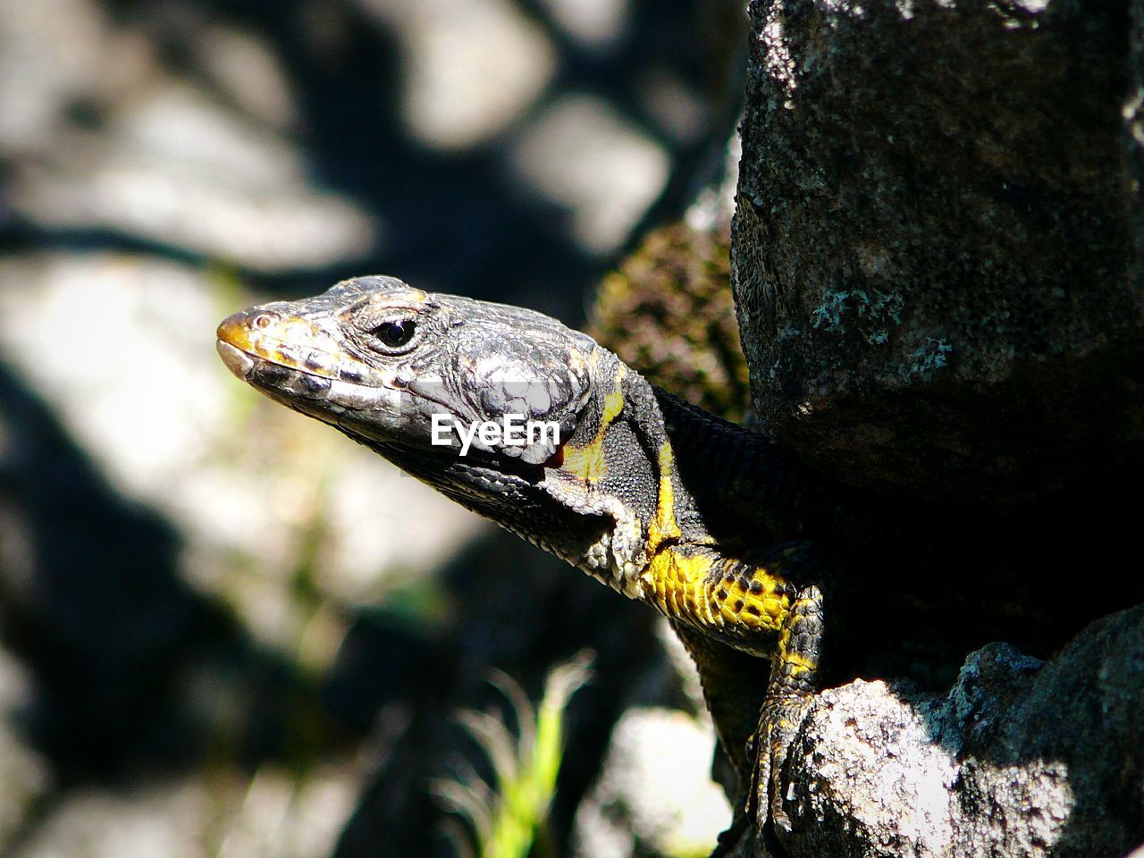 Close-up of black girdled lizard on rocks