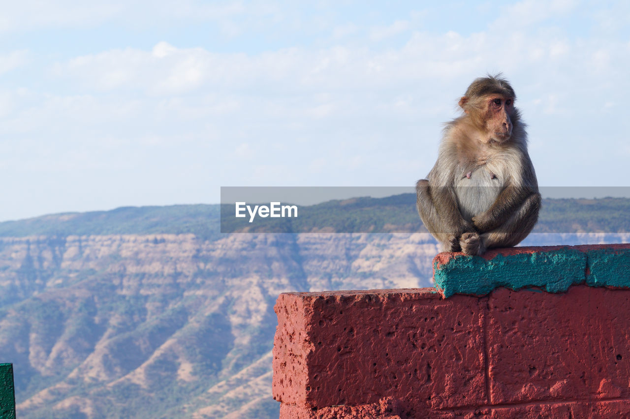 MONKEY ON MOUNTAIN