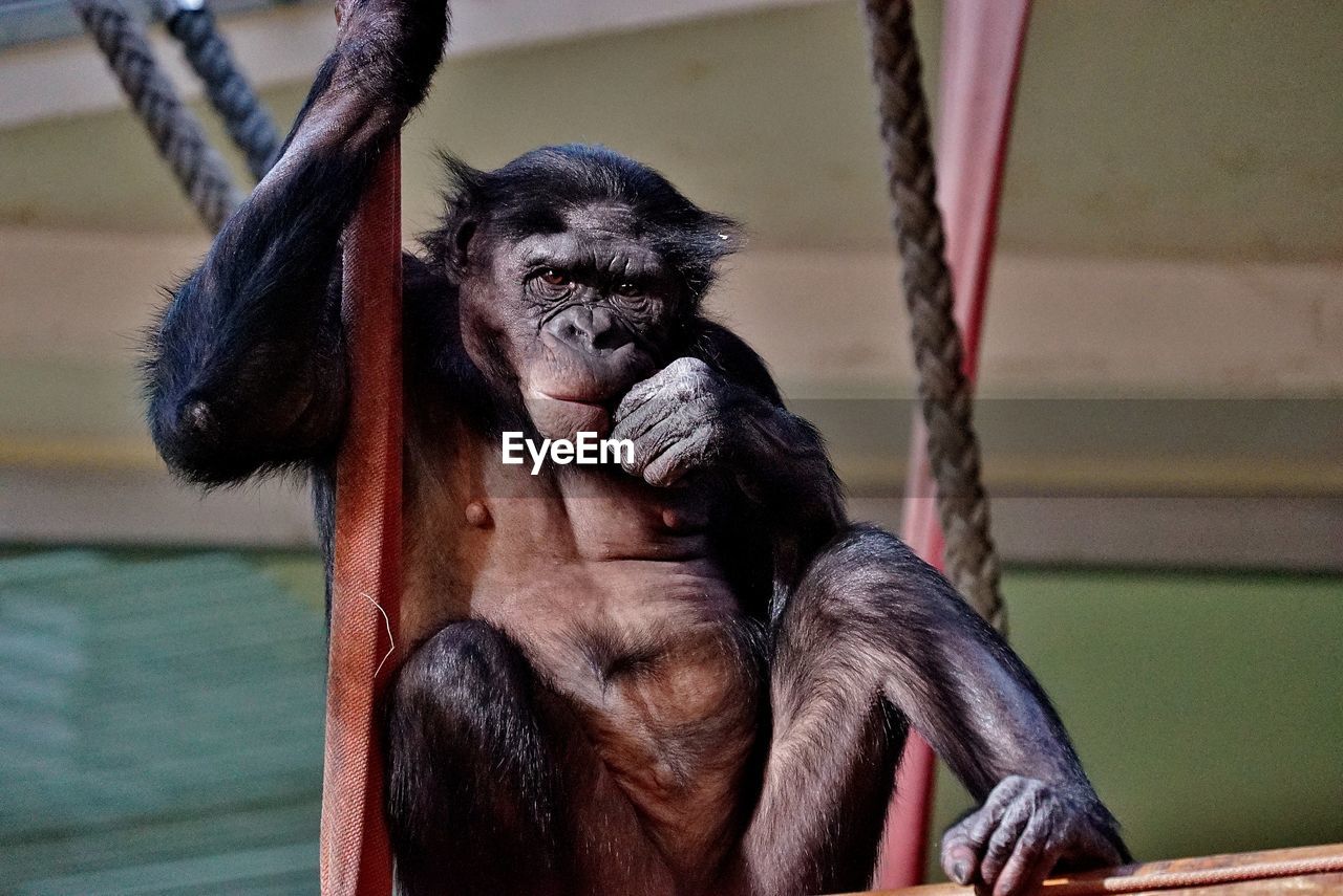 Bonobo im zoo berlin 