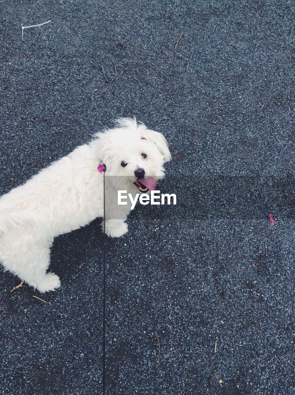 High angle portrait of cute dog on street