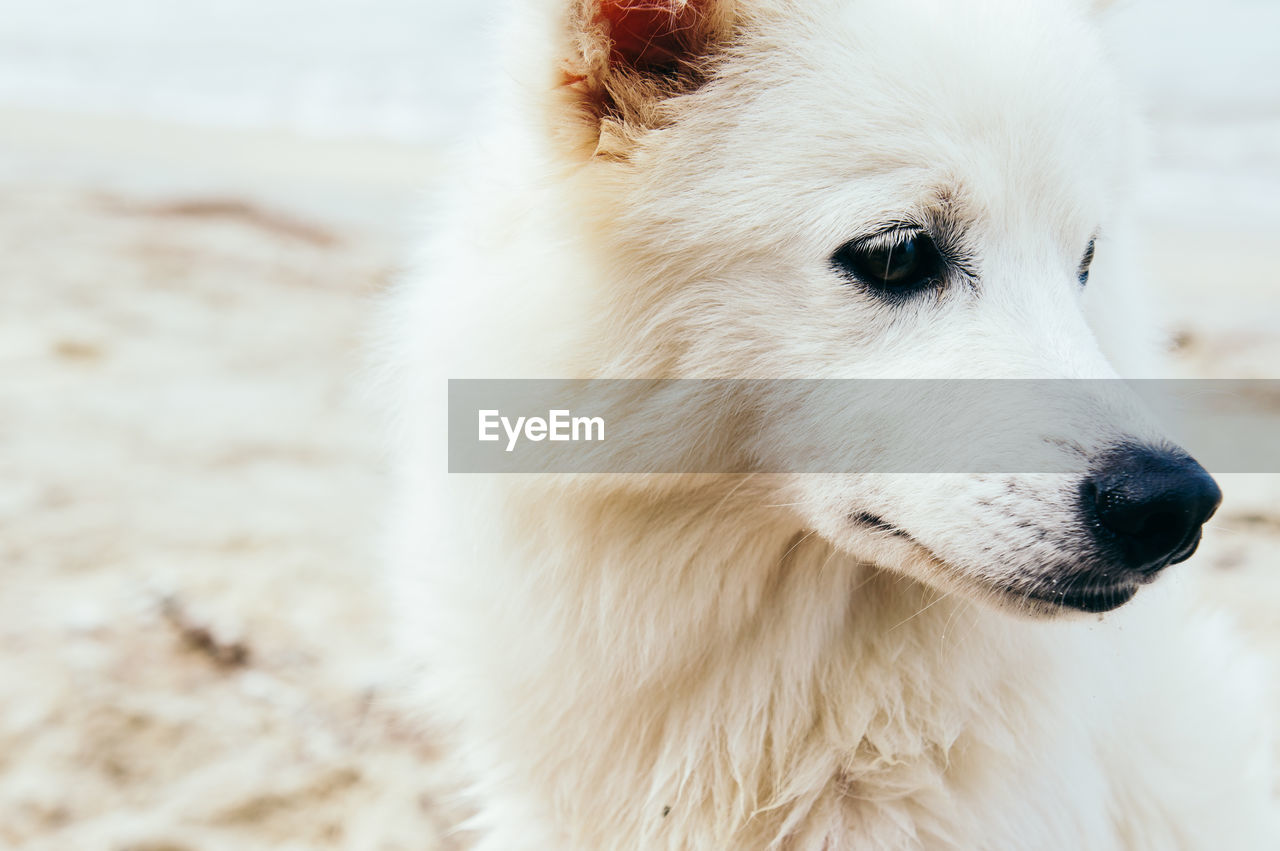 Close-up of white hairy dog looking away outdoors