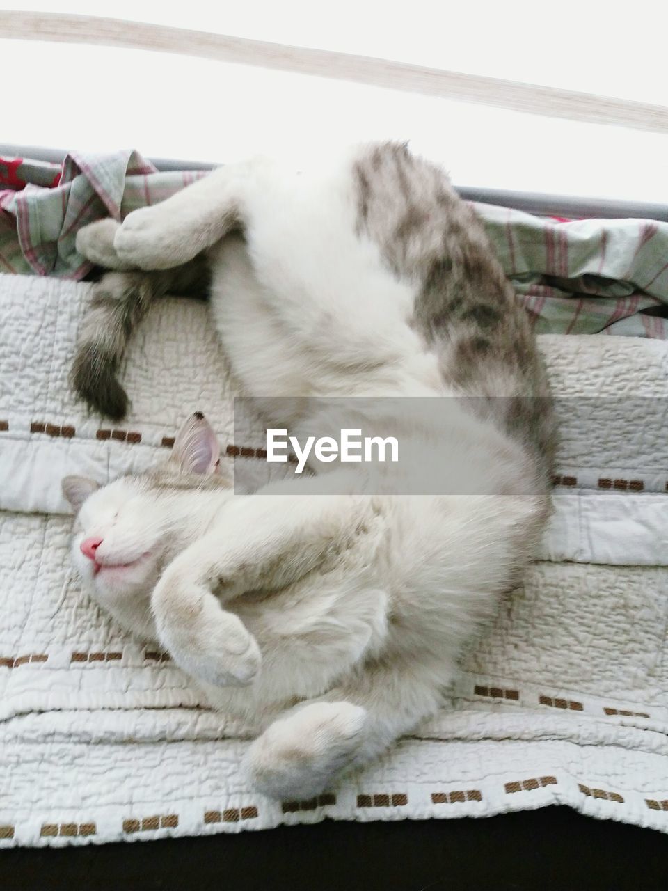 CLOSE-UP OF CAT ON FLOOR