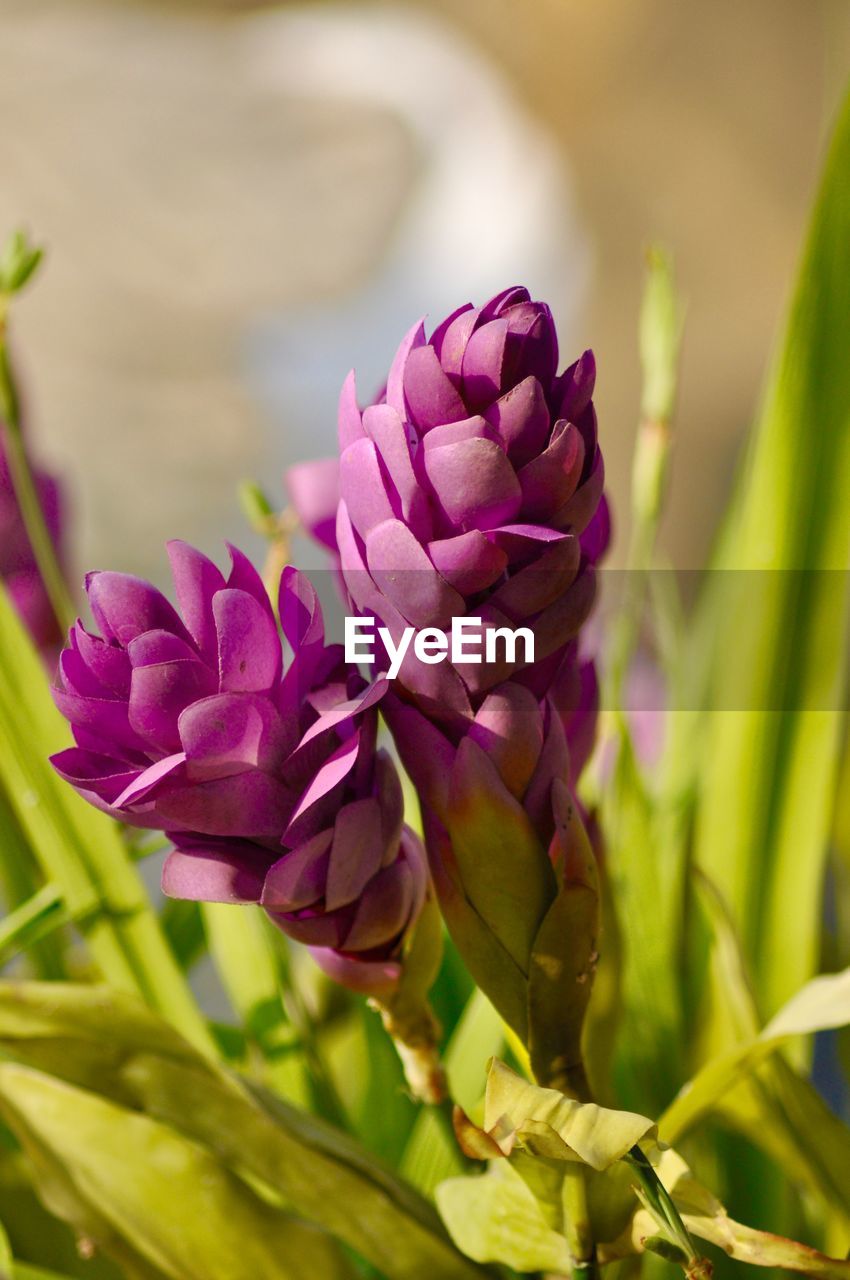 Close-up of pink flowers growing in field