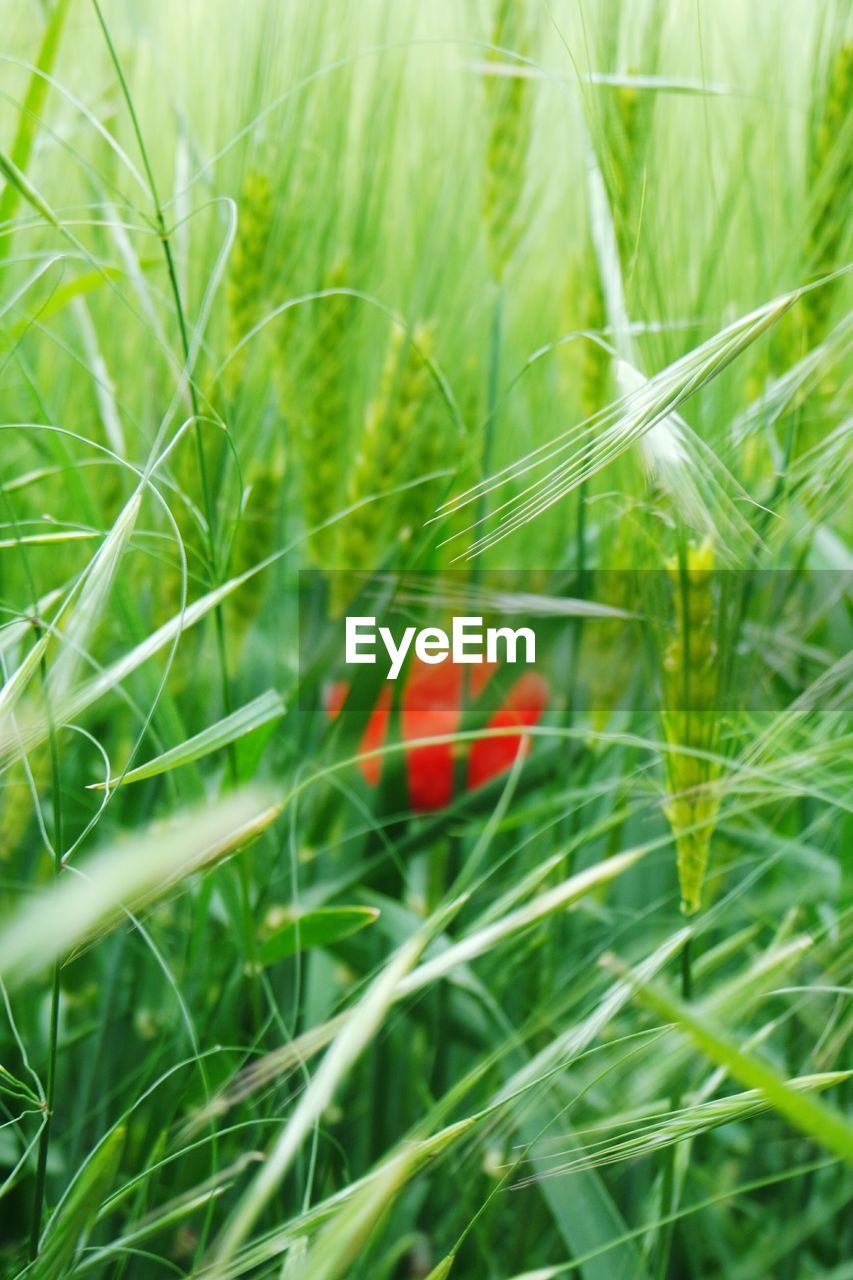 CLOSE-UP OF RED GRASS GROWING ON FIELD