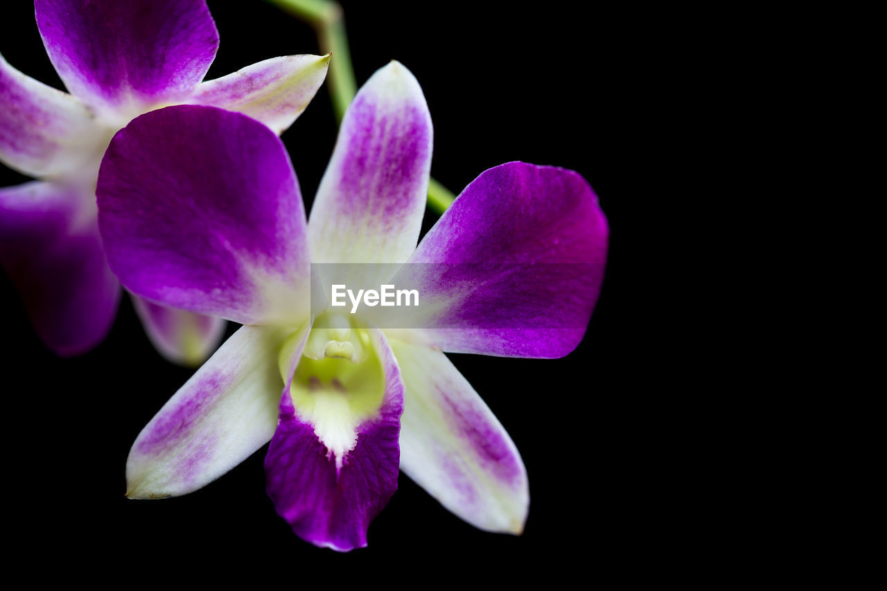 CLOSE-UP OF PURPLE FLOWER