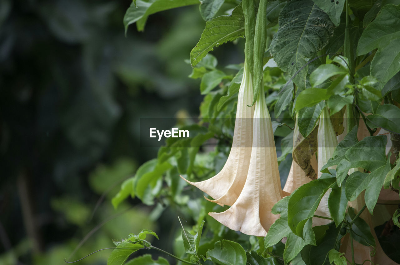 Close up of angel trumpet flower