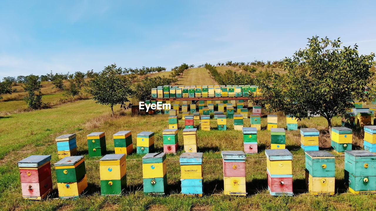 Bees in the apiary. in the meadow a lot of bee houses, hives are. honey production on farm. the