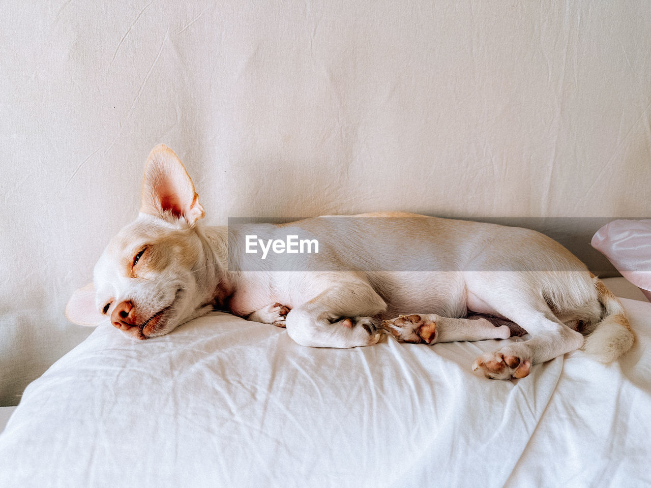 animal themes, pet, animal, mammal, domestic animals, one animal, dog, relaxation, indoors, sleeping, canine, furniture, lying down, no people, bed, lap dog, resting, eyes closed, chihuahua, white, carnivore, domestic room, cute, bedroom, tired, puppy, young animal