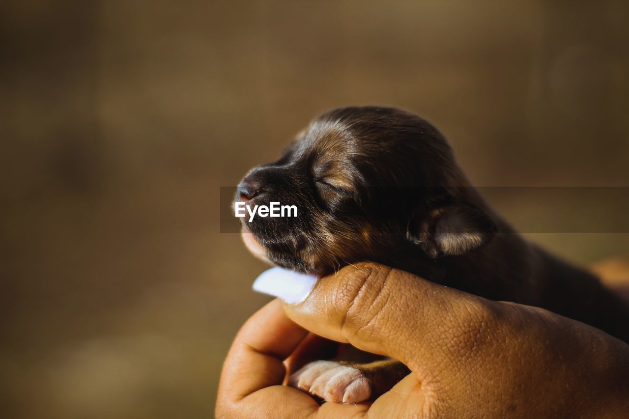 Man holding puppy