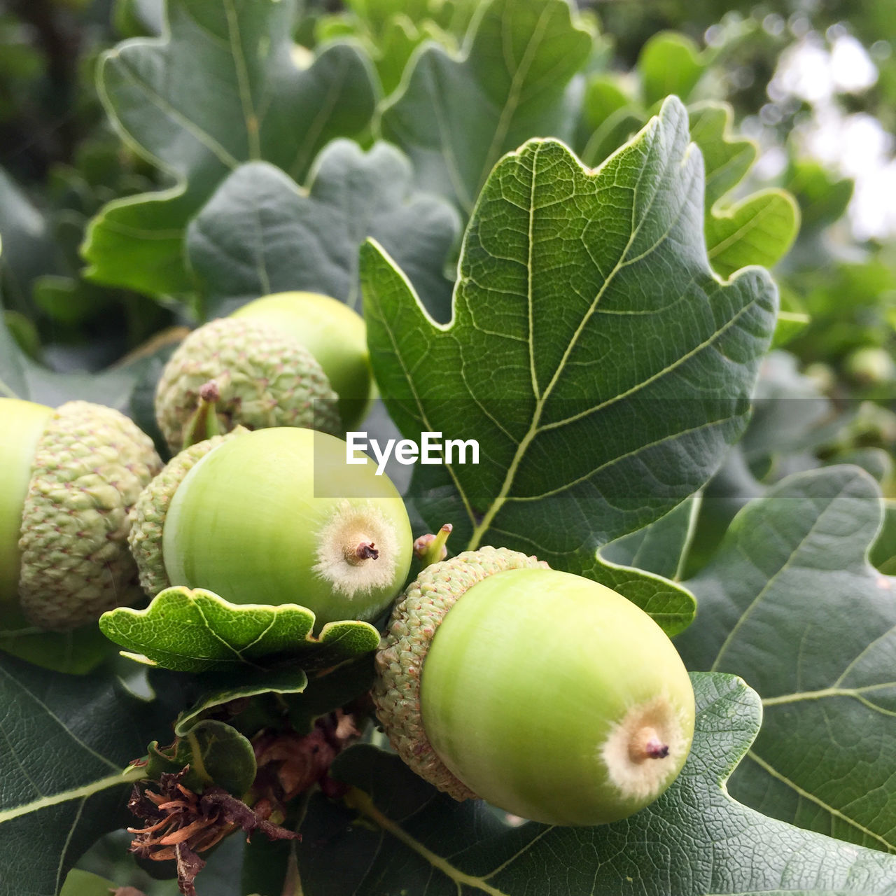 Close-up of acorns