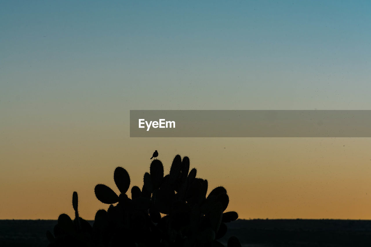 CLOSE-UP OF SILHOUETTE CACTUS AGAINST CLEAR SKY