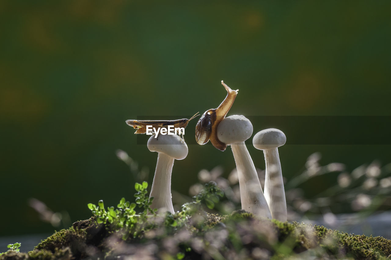 Close-up of mushroom growing on field