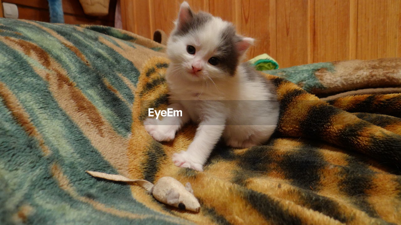 Close-up portrait of kitten relaxing at home