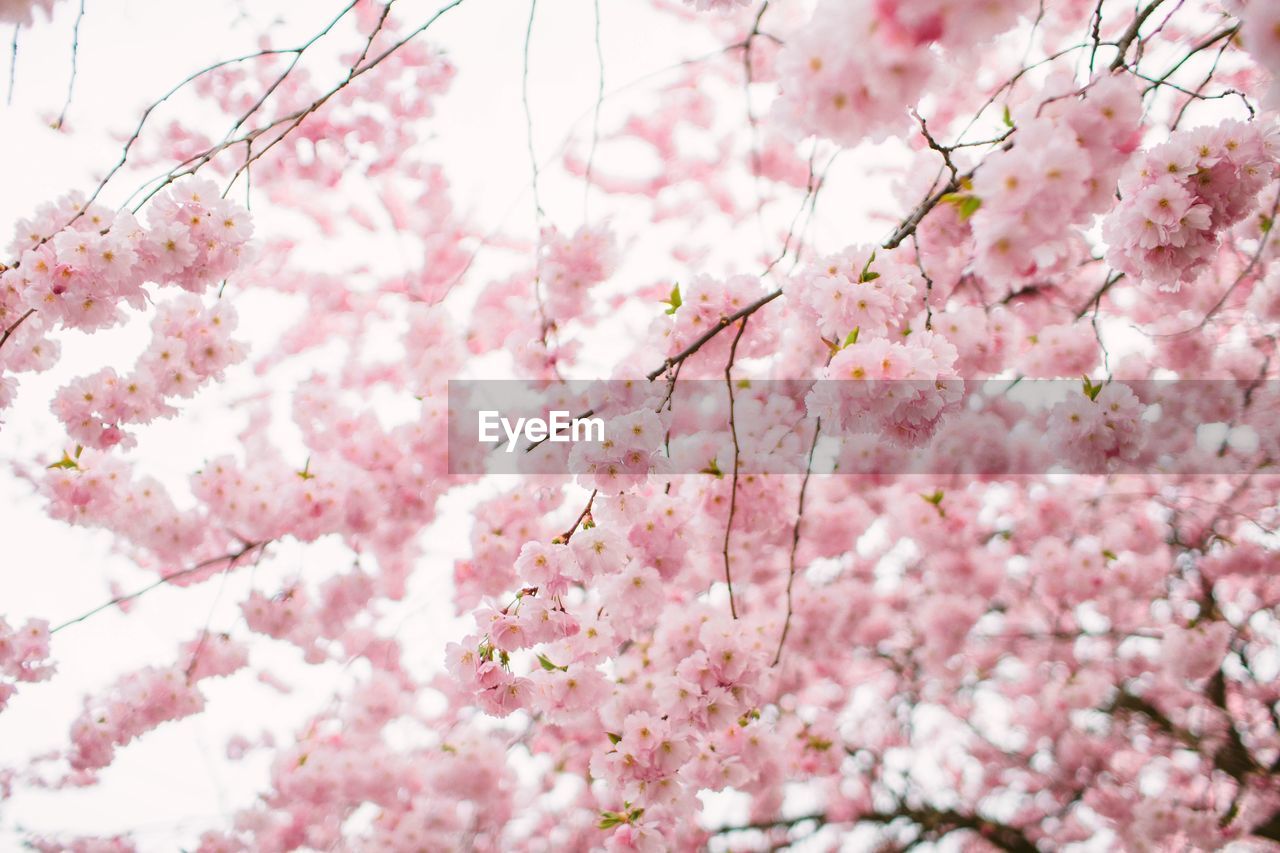 Close-up of pink cherry blossoms in spring