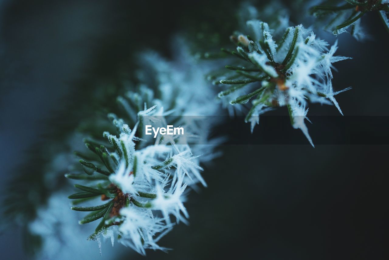 Close-up of frozen plant