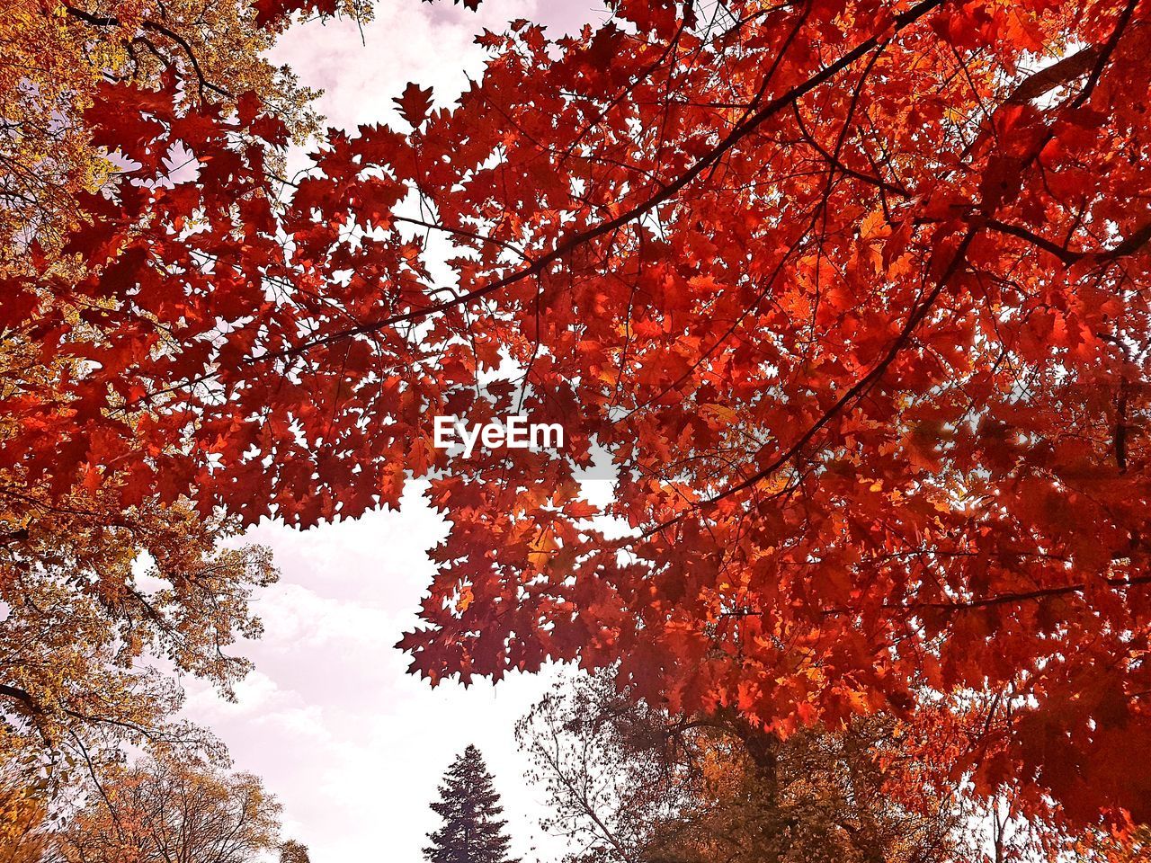 LOW ANGLE VIEW OF AUTUMNAL TREE AGAINST ORANGE SKY