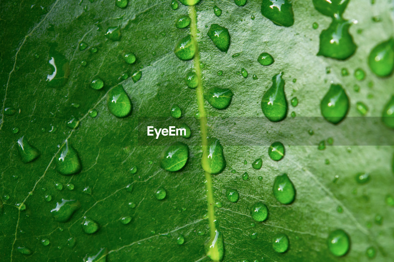 FULL FRAME SHOT OF RAINDROPS ON LEAF