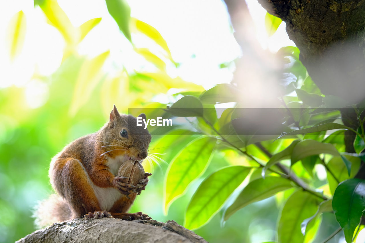 VIEW OF AN ANIMAL ON TREE STUMP