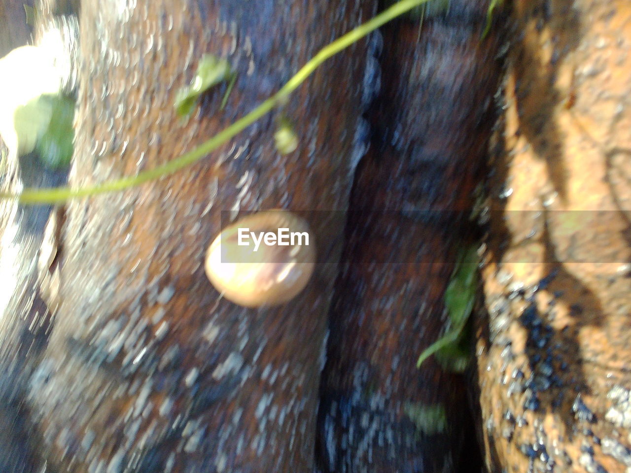 CLOSE-UP OF SNAIL ON TREE