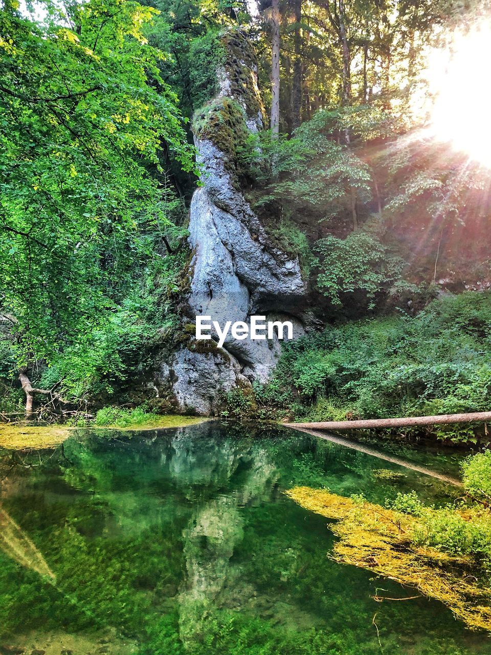 Stream flowing through rocks in forest