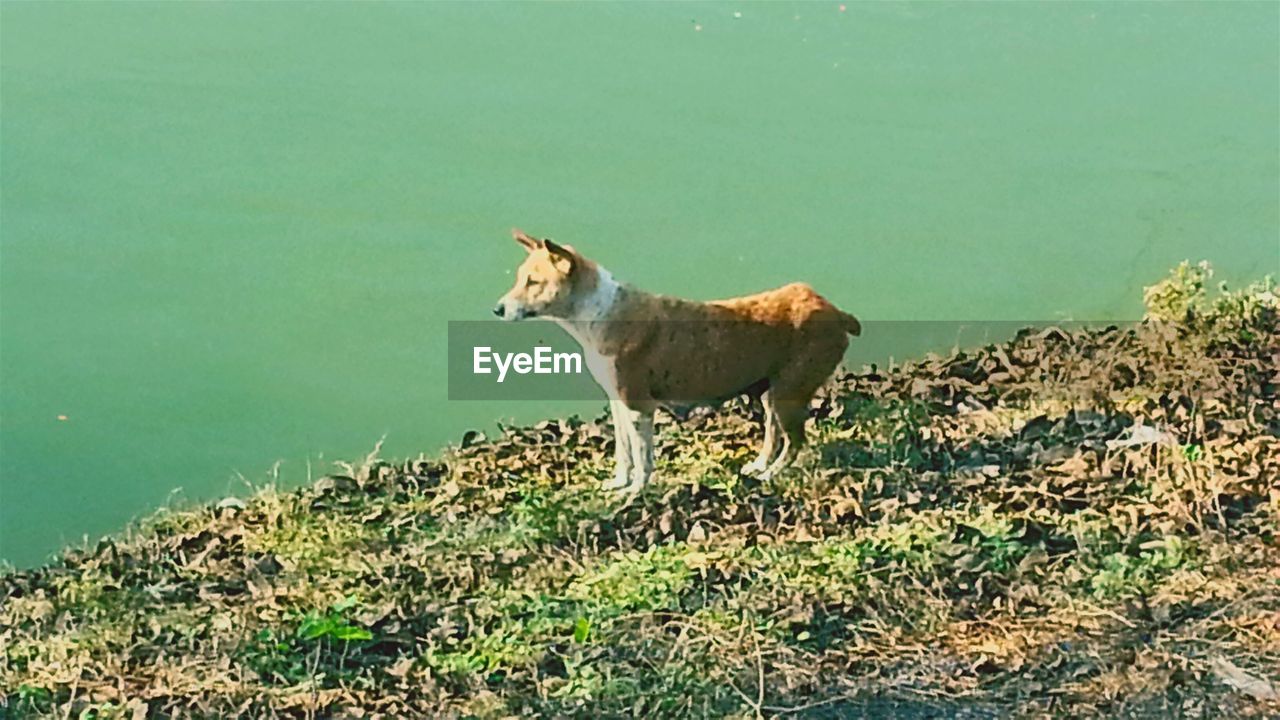 DOG IN POND