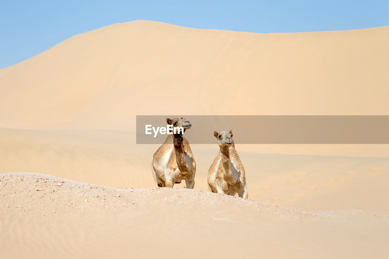 Two middle eastern camels in the desert in abu dhabi