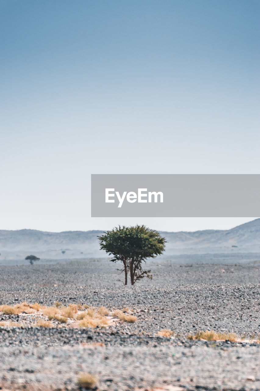 Tree on field against sky