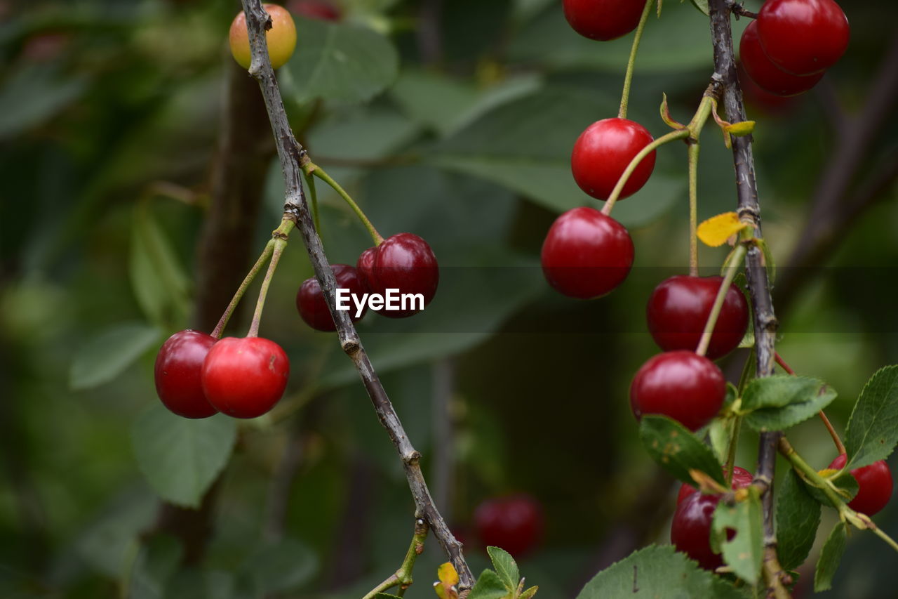 CLOSE-UP OF CHERRIES GROWING ON TREE