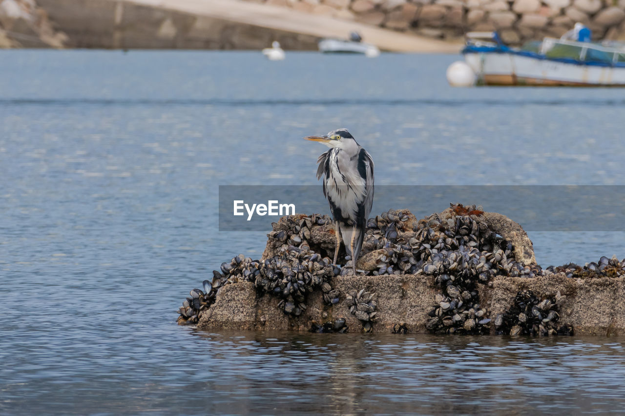 BIRD PERCHING ON LAKE