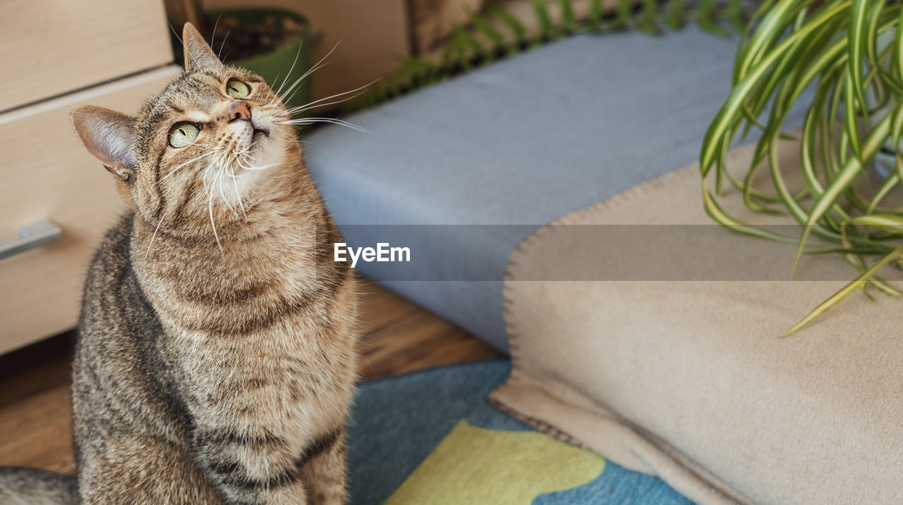 Striped tabby beige cat with green eyes sitting in the home room looking up cute pets animals 