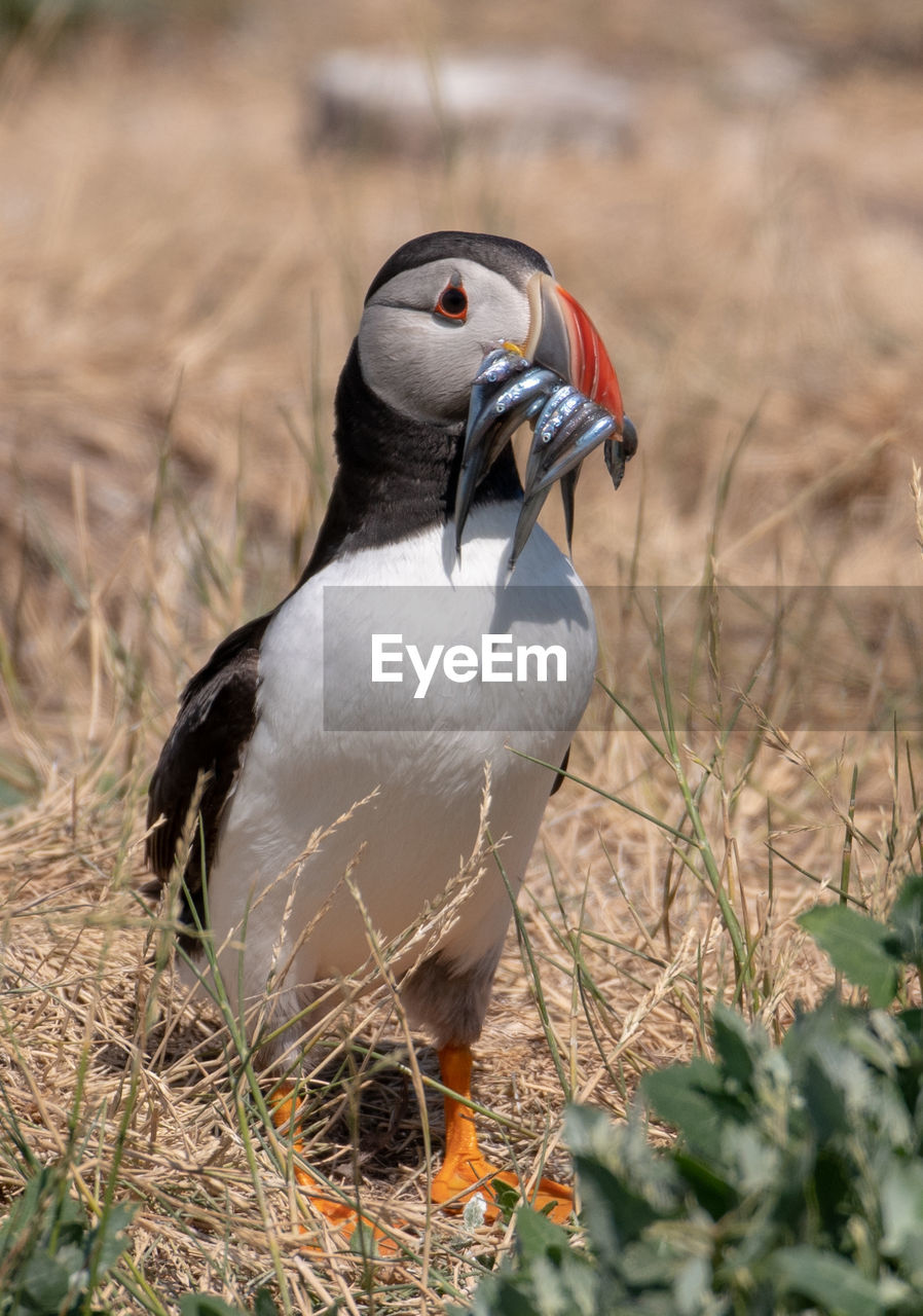 Close-up of puffin perching on grassy field