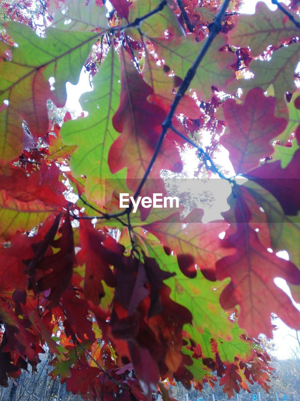 LOW ANGLE VIEW OF RED LEAVES ON TREE