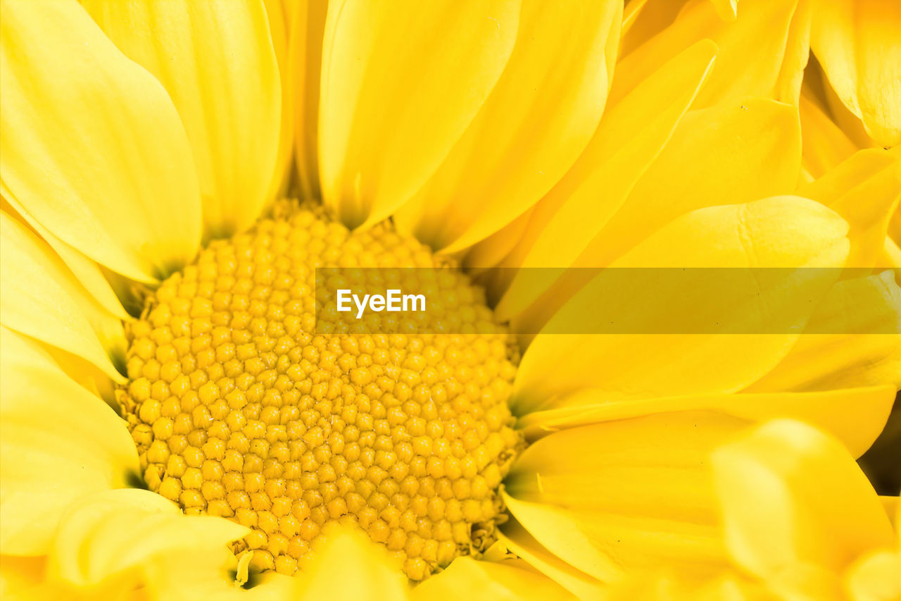 CLOSE-UP OF YELLOW FLOWER POLLEN