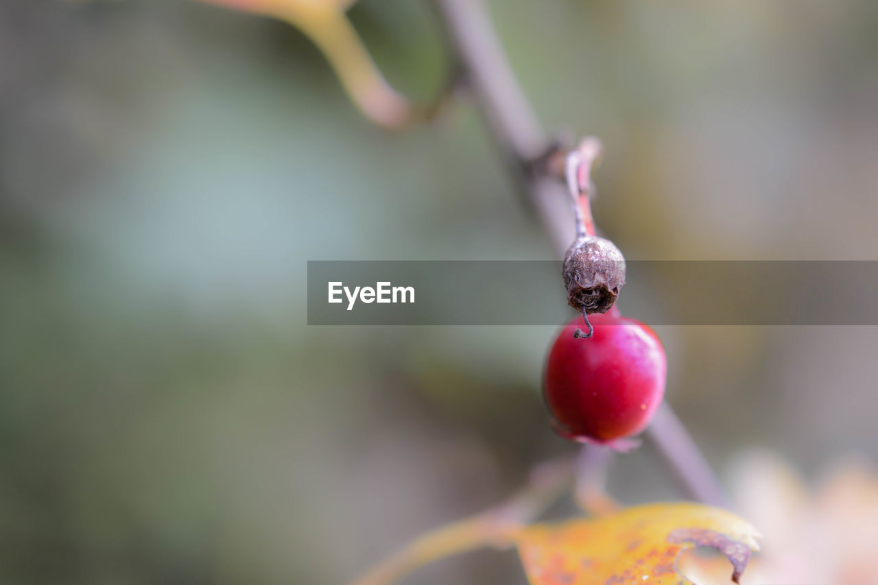 Close-up of red berries