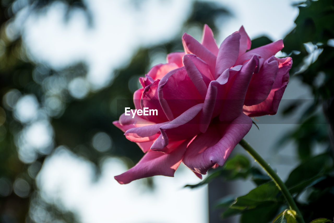 CLOSE-UP OF PINK ROSE WITH RED ROSES