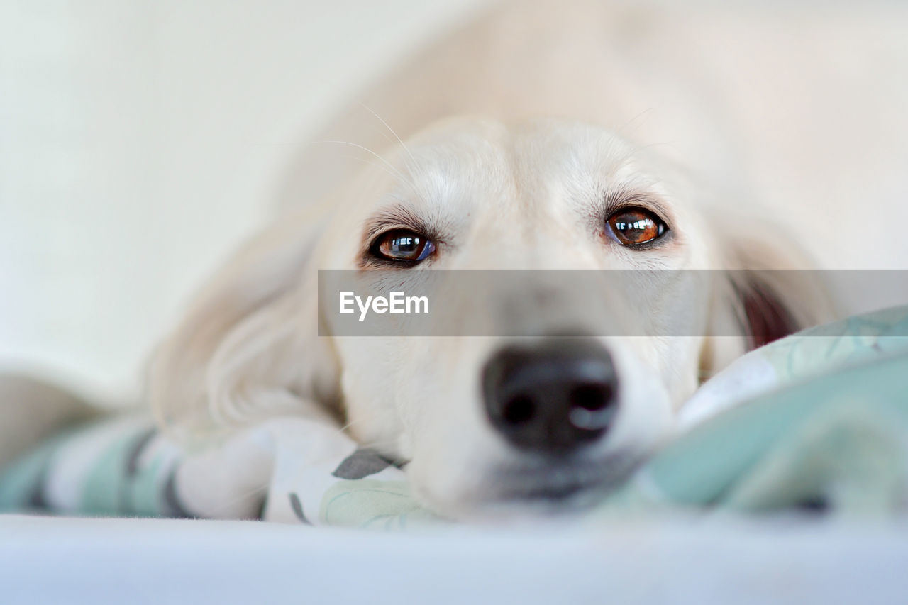 pet, dog, canine, mammal, domestic animals, one animal, animal, animal themes, puppy, close-up, nose, portrait, retriever, indoors, selective focus, cute, looking at camera, domestic room, skin, lying down, white, relaxation, young animal, labrador retriever, furniture, animal body part, no people