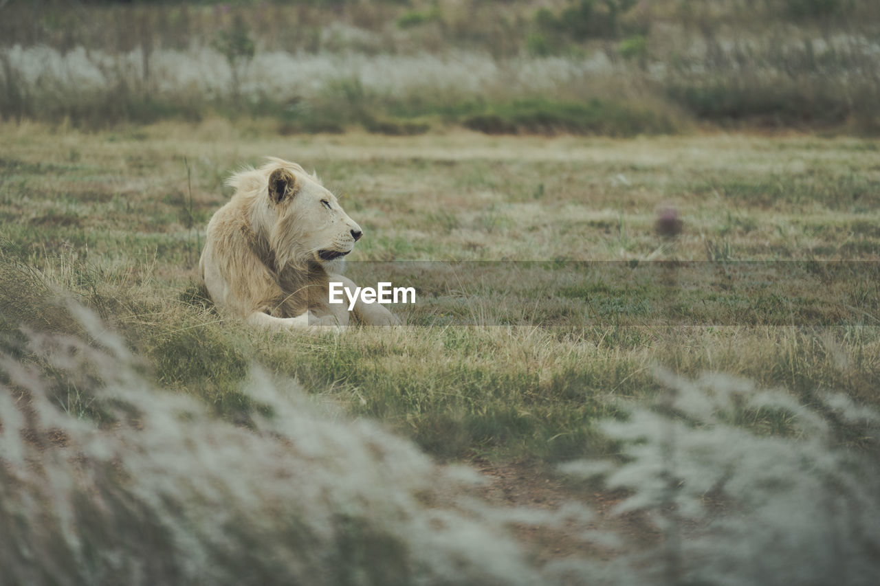 Lion relaxing on field