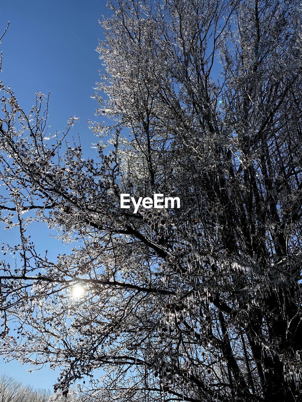 LOW ANGLE VIEW OF CHERRY BLOSSOM AGAINST SKY