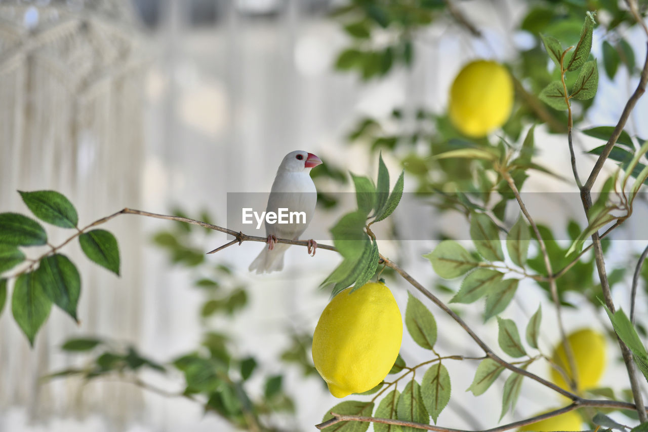 Low angle view of bird perching on tree