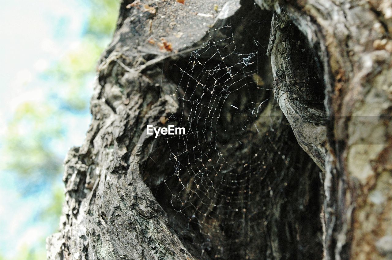 CLOSE-UP OF CRAB ON TREE TRUNK