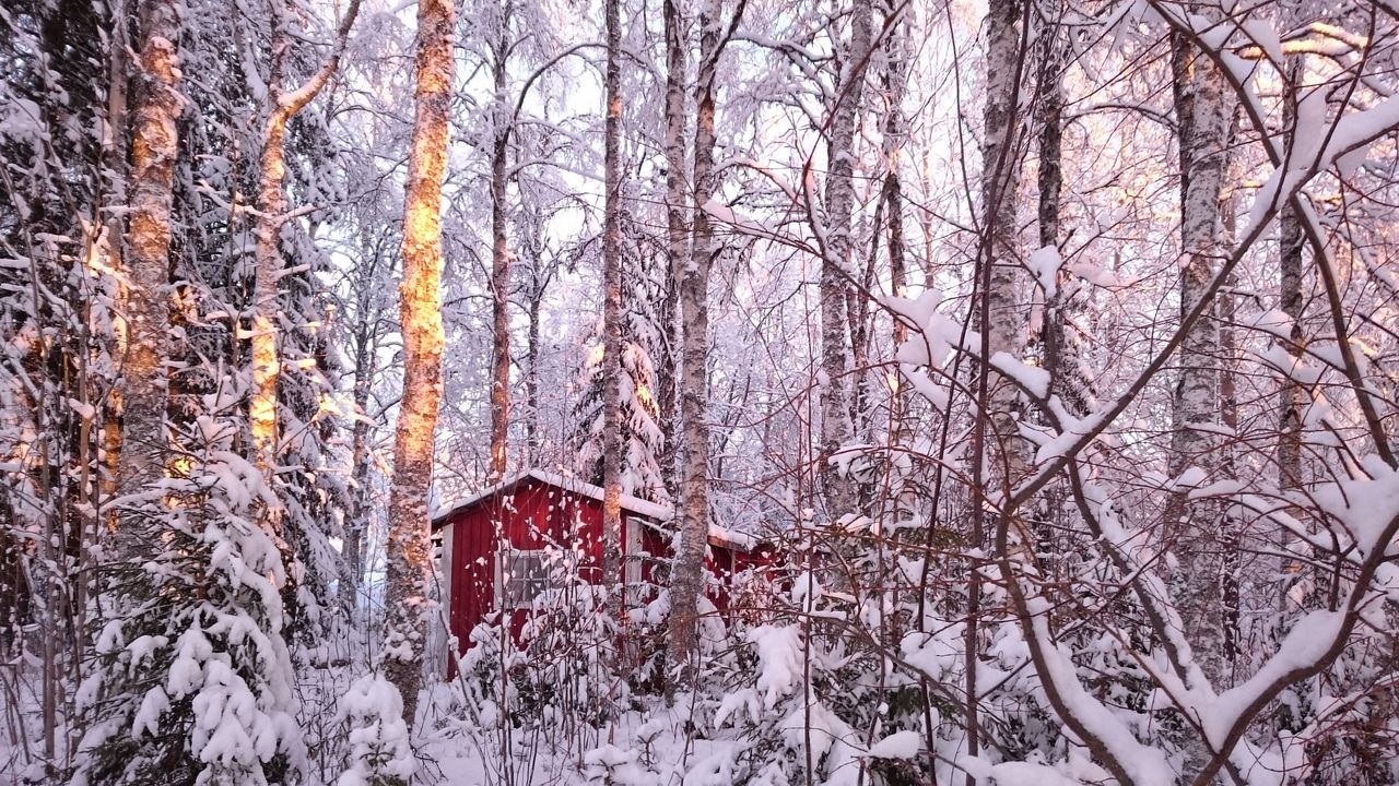 Bare trees in forest during winter