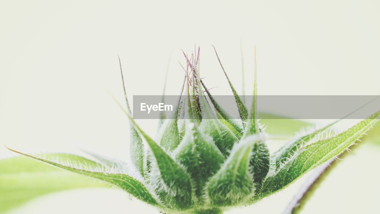 CLOSE-UP OF PLANT AGAINST WHITE BACKGROUND