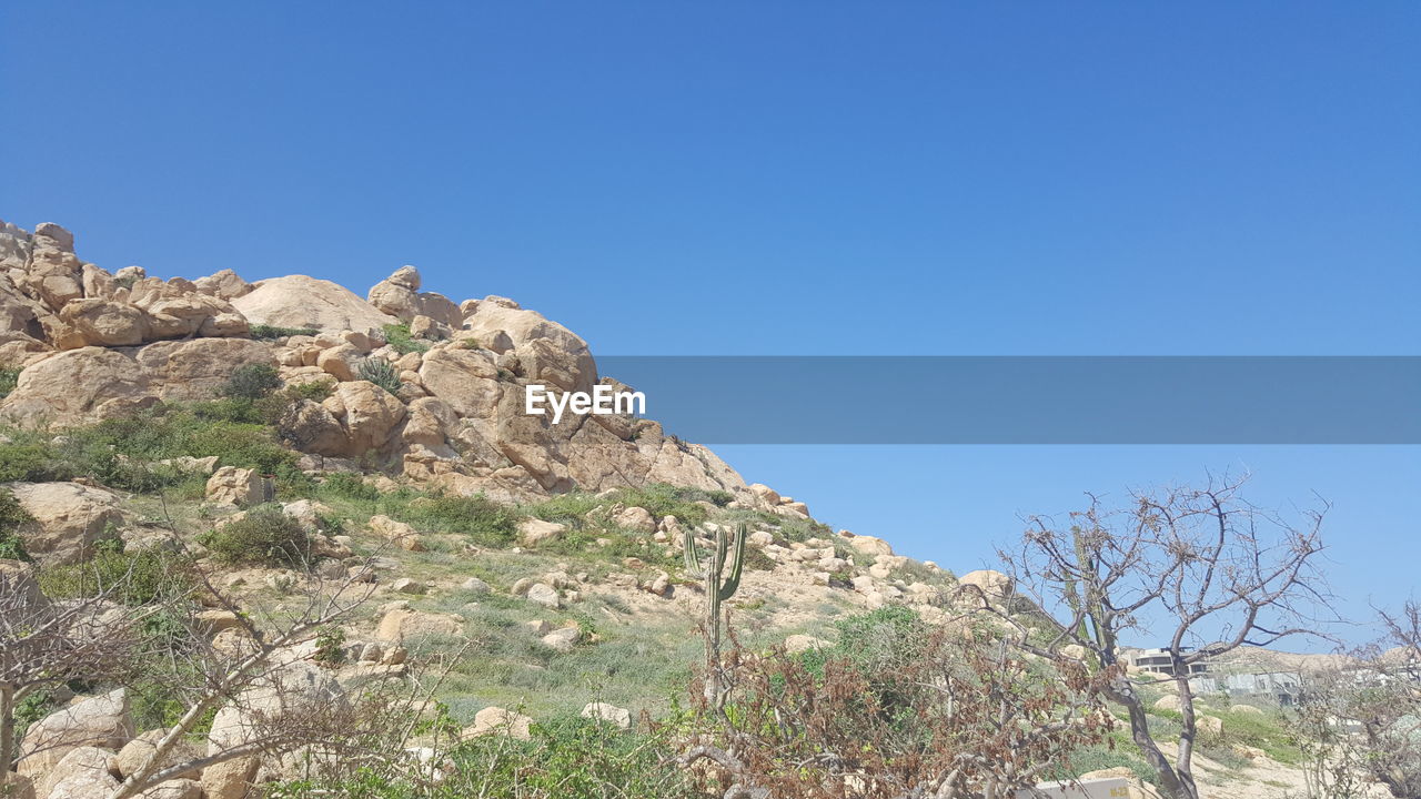 LOW ANGLE VIEW OF TREES AGAINST CLEAR BLUE SKY