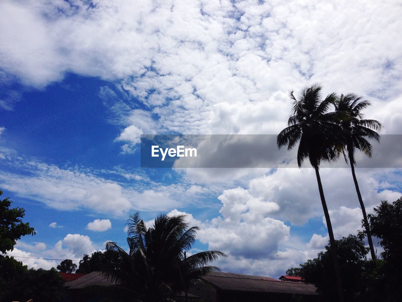 Low angle view of palm trees against sky