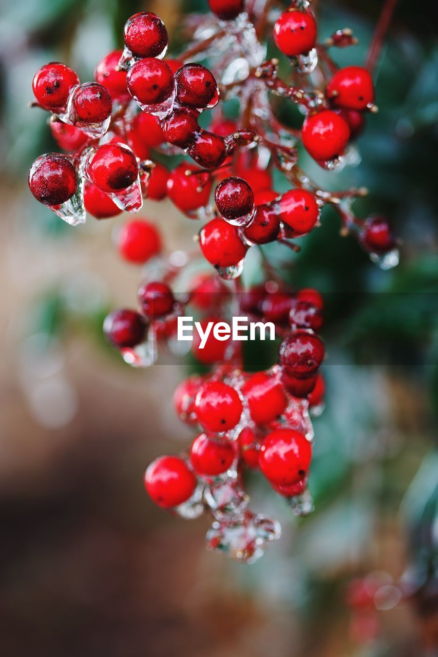 Close-up of frozen berries in winter